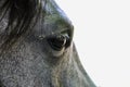close-up of a beautiful horse`s eye Royalty Free Stock Photo