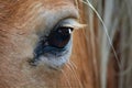 A close up of a beautiful horses eye Royalty Free Stock Photo