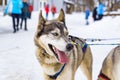 Close up beautiful Husky dogs used for sledding in snowy Russian city