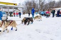 Close up beautiful Husky dogs used for sledding in snowy Russian city