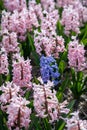 Close-up of a beautiful hyacinth field in the Netherlands with on purple flower in pink field of hyacinths