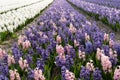 Close-up of a beautiful hyacinth field in the Netherlands with purple, white and pink flowers