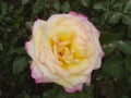 Hybrid Tea Rose bloom in spring garden Royalty Free Stock Photo