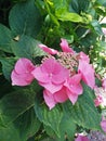 Pink hydrangea garden in full bloom