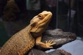 Close up of beautiful iguana look at you. Royalty Free Stock Photo