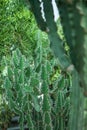 Close up of a beautiful and impressive big spurge succulent cactus