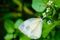 Close up of beautiful  Indian cabbage white   pieris canidia butterfly Royalty Free Stock Photo