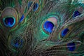 Close up of beautiful of indian peacock fan tail Royalty Free Stock Photo