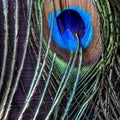 Close up Beautiful Indian Village Peacock Features