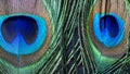 Close up Beautiful Indian Village Peacock Features