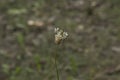 close-up: beautiful Inflorescence of hoary plantain