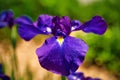 A close up of a beautiful Iris. Royalty Free Stock Photo