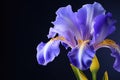 Close up of Beautiful Iris flowers on black, Generative Ai Royalty Free Stock Photo