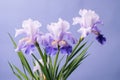 Close up of Beautiful Iris flowers on soft purple Royalty Free Stock Photo