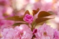 Close up of beautiful japanese cherry blossom,Sakura flower, in a park on a very beautiful day of spring. Royalty Free Stock Photo