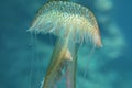 Close-up on a beautiful jelly fish Royalty Free Stock Photo