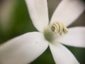 Close Up of Beautiful kitolod Isotomo longiflora