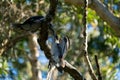 Close up of a beautiful Kookaburra bird in a gum tree in Australia. Australian Native bird