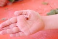 Close-up beautiful ladybug on hand of child and table for red ba Royalty Free Stock Photo