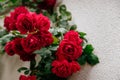 Close up beautiful large bush of red flowering rose with green leaves in the garden Royalty Free Stock Photo