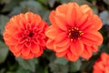 Close up of a beautiful large vibrant orange colored dahlia flower heads. Royalty Free Stock Photo