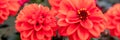 Close up of a beautiful large vibrant orange colored dahlia flower heads. Dahlia banner.