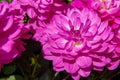 Close up of a beautiful large vibrant pink dahlia flower head.