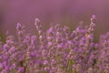 Close up of a beautiful lavander field in the summer time