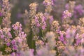 Close up of a beautiful lavander field in the summer time