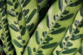 Close up of the beautiful leaf of Calathea lancifolia plant