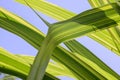 Furcraea foetida in the Garden