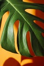 Monstera in the sun. Beautiful combination of colors: green and orange. Details of the modern interior. Interior Design. Royalty Free Stock Photo