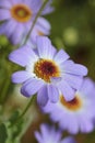 Beautiful light blueish purple Swan River Daisy Royalty Free Stock Photo