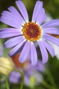 Beautiful light blueish purple Swan River Daisy Royalty Free Stock Photo