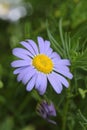 Beautiful light blueish purple Swan River Daisy Royalty Free Stock Photo