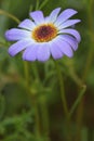 Close-up of a beautiful light blueish purple Swan River Daisy. Royalty Free Stock Photo