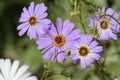 Close-up of a beautiful light blueish purple Swan River Daisy. Royalty Free Stock Photo