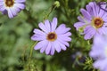 Close-up of a beautiful light blueish purple Swan River Daisy. Royalty Free Stock Photo