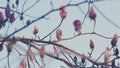 Beautiful Light Pink Magnolia Flowers. Pink Magnolia Flowers In The Sunlight.