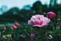 Close-up of a beautiful light pink rose in a garden Royalty Free Stock Photo