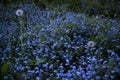 Close up of beautiful light purple forget me nots Myosotis spring flowers on green background Royalty Free Stock Photo