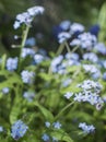 Close up of beautiful light purple forget me nots Myosotis spring flowers on green background Royalty Free Stock Photo