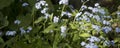 Close up of beautiful light purple forget me nots Myosotis spring flowers on green background Royalty Free Stock Photo