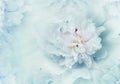 Close-up of a beautiful light turquoise  peony flower and petals peonies  . Floral background. Greeting card. Place for text Royalty Free Stock Photo