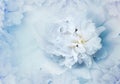 Close-up of a beautiful light  blue   peony flower and petals peonies  . Floral background. Greeting card. Place for text Royalty Free Stock Photo