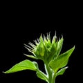 Close up beautiful lighting of green sunflowers plant on black background