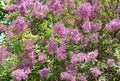 A close-up on a beautiful lilac or syringa vulgaris flowers, which are richly blooming in the garden Royalty Free Stock Photo