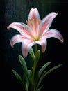 beautiful Lilly flower generative AI Royalty Free Stock Photo