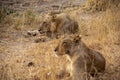 Close-up of beautiful lions, male and femal, resting after hunting