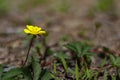 Close up of beautiful little yellow flower. Meadow Buttercup Royalty Free Stock Photo